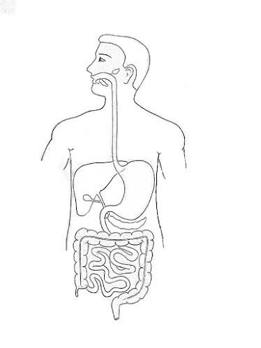 human digestive system